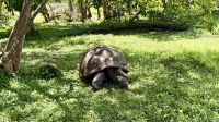 Schildkrötenfarm Rancho Primicias, Santa Cruz