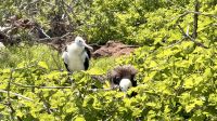 Fregattvogel, Insel Nord Seymour 