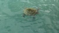 Schildkröte im Hafen, Santa Cruz