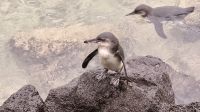 Galapagos-Pinguin im Hafen in Isabela