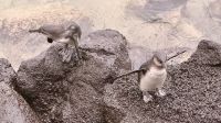 Galapagos-Pinguin im Hafen in Isabela