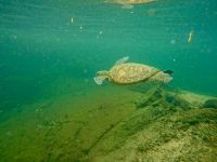 Wasserschildkröte, Schnorcheln, Los Tuneles