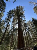 Yosemite Nationalpark Mamutbaum