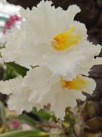 Eric Young Orchideen Stiftung