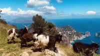 Anacapri - Spaziergang mit Ziegen am Monte Solaro.jpeg
