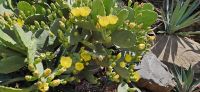 Kaktusfeige in Blüte