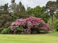 10. Tag: Ring of Kerry – Muckross House und Park – Rhododendron
