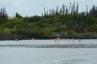 Flamingos