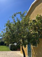 Bio-Weingut Ledà d'Ittiri