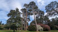 Muckross Gardens