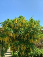 Jersey - Botanischer Garten