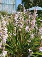 Jersey - Orchid Foundation