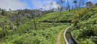 Levada Nova bei Prazeres