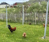 Kreuzfahrt Norwegen- Biobauernhof  Roan