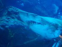 Unterwasser-Tunnel! Hoffentlich reißt jetzt nicht das Glas!