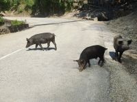 Korsisches Schwein (Porcu nustrale) oberhalb der Spelunca-Schlucht