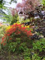 der Rhododendronpark im Arboretum