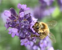 Eine Biene im Lavendel in Stanjel