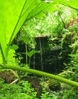 Südengland, Cornwall, Pencarrow Garden, Gunnera