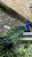 Südengland, Cornwall, Pencarrow‘s verwunschener Garten