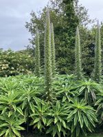 Südengland, Cornwall, Prideaux Place, Stolz von Madeira