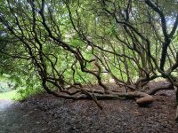 Südengland, Cornwall, Pencarrow Garden