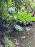 Südengland, Cornwall, Trebah Garden, Gunnera