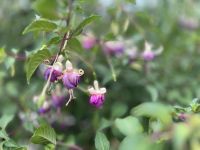Fuchsie in seltener Farbkombie