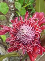 Orchideengarten Soroa