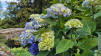 Bodnant Garden