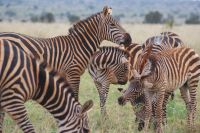 172 rote Zebras im Lumo Schutzgebiet