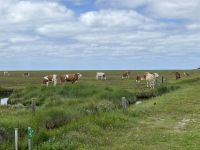 Sommergäste auf Hallig Hooge