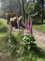 im Darßer Urwald