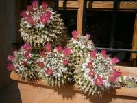 Vinja Taujana nochmal Kakteen