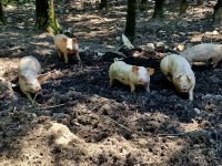 SalzAlpenSteig Etappe 11: glückliche Schweine 