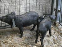 ...schwarze Schweine