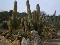 im Park Botanicactus