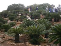 Palmenberg im Botanicactus