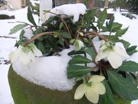Im Garten des Kurpfälzischen Museums Heidelberg entdeckt
