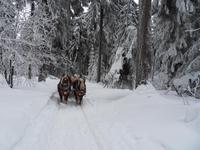 Durch den Winterwald