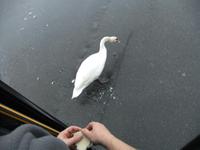 Unser Fahrer füttert den Miltenberger Schwan