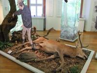 Ein Thema im Spessartmuseum: die Jagd
