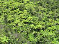 es grünt so grün...