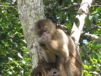 Cuyabeno Reservat - KapuzinerÃ€ffchen