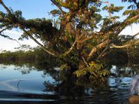 Cuyabeno Reservat - Große Lagune