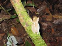 Cuyabeno Reservat -Nachtwanderung - Baumfrosch