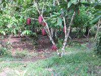 Cuyabeno Reservat - Kakao