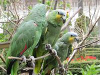 Quito - Altstadt - Franziskanerkloster - Papageien
