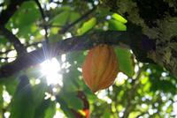 Baracoa_Wanderung_Kakao