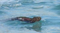Galapagos - Espanola - Meeresechse
